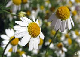 Fragrant chamomile