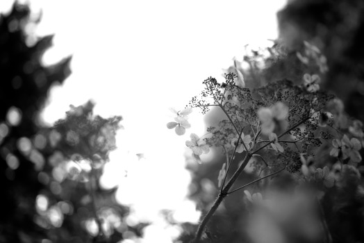 Flowers in Infrared | Flora Excursoria Hafniensis