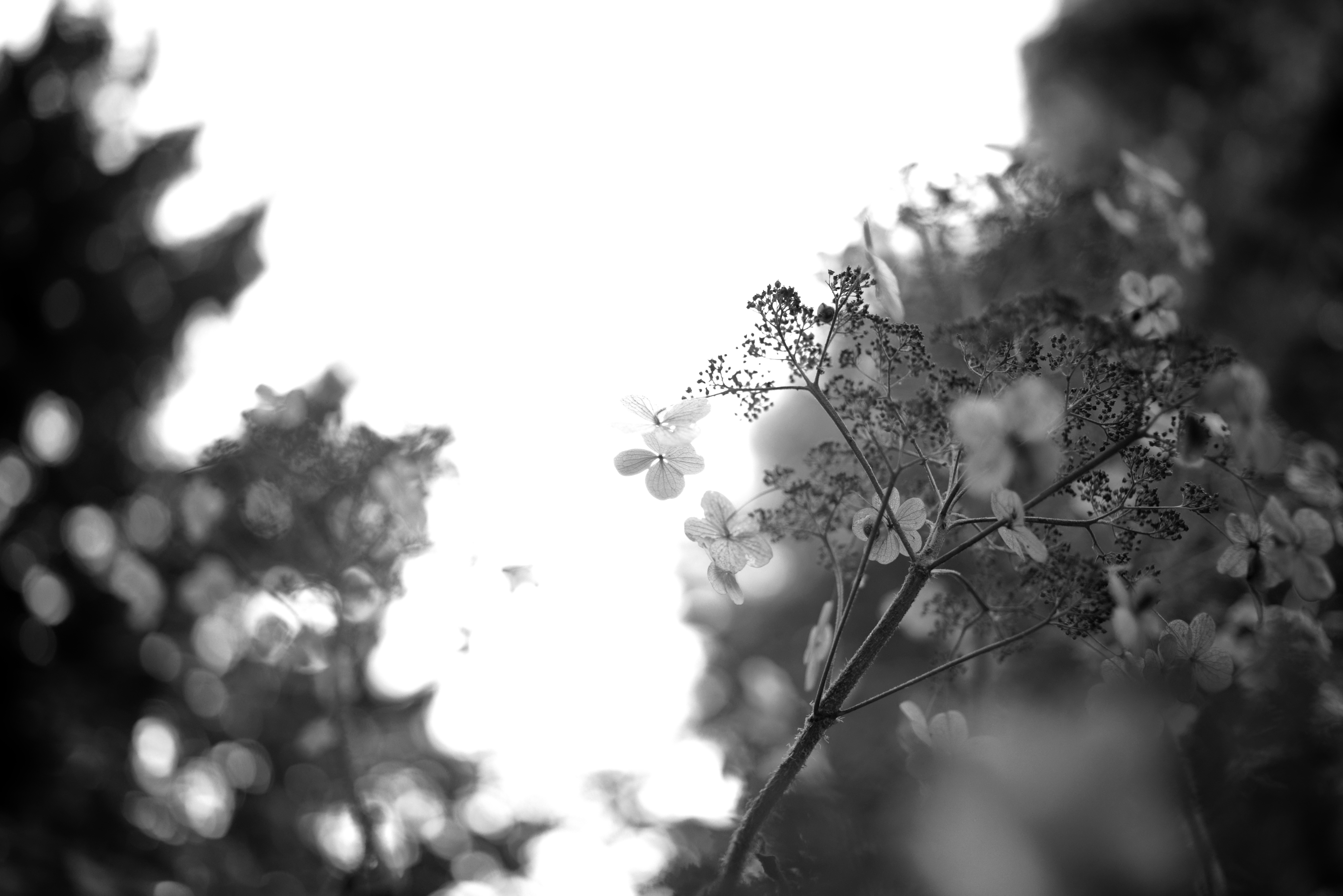 Flowers in Infrared | Flora Excursoria Hafniensis