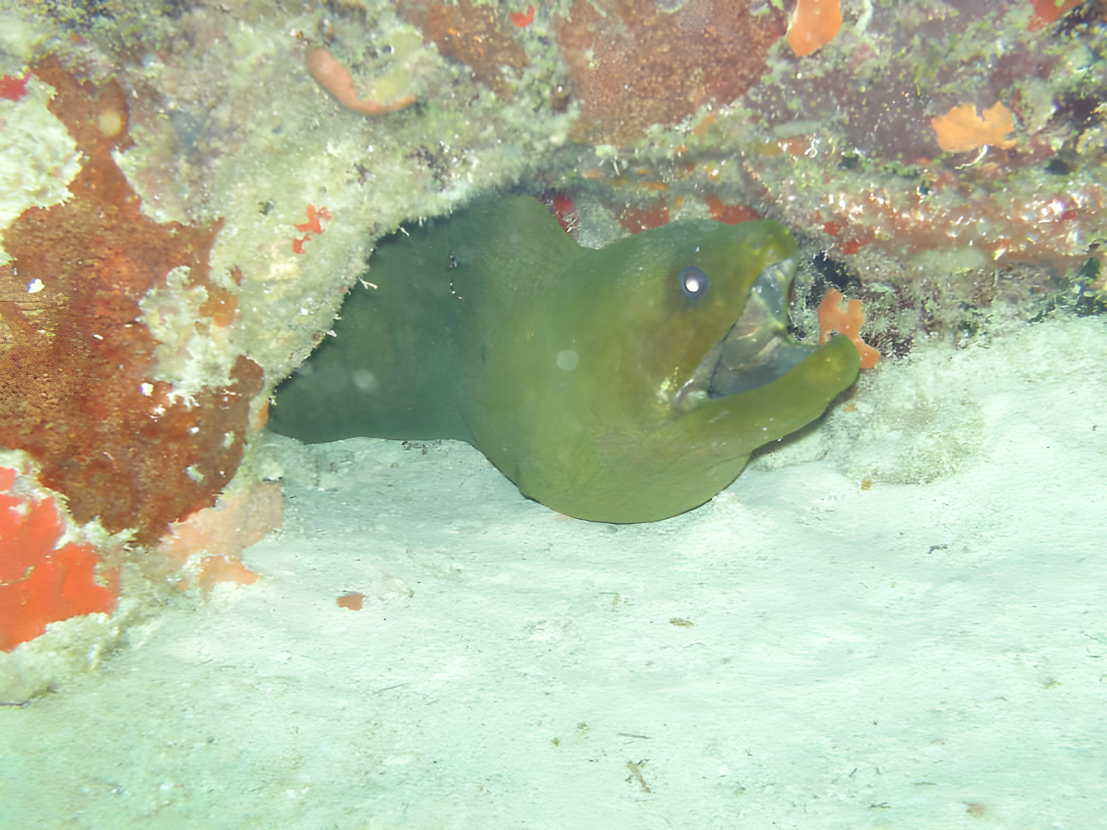 Green Moray