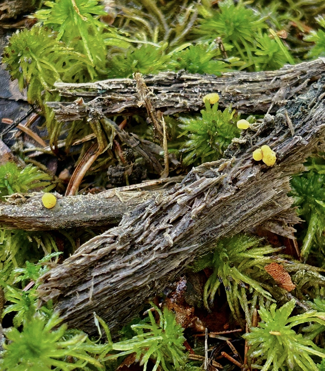 Grounding Branch object